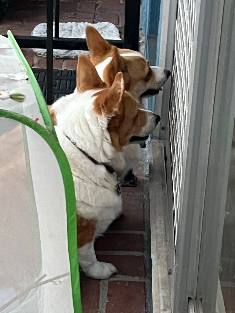 2 tan & white corgi dogs sitting outside on a patio staring intently thru a sliding glass door in profile view
