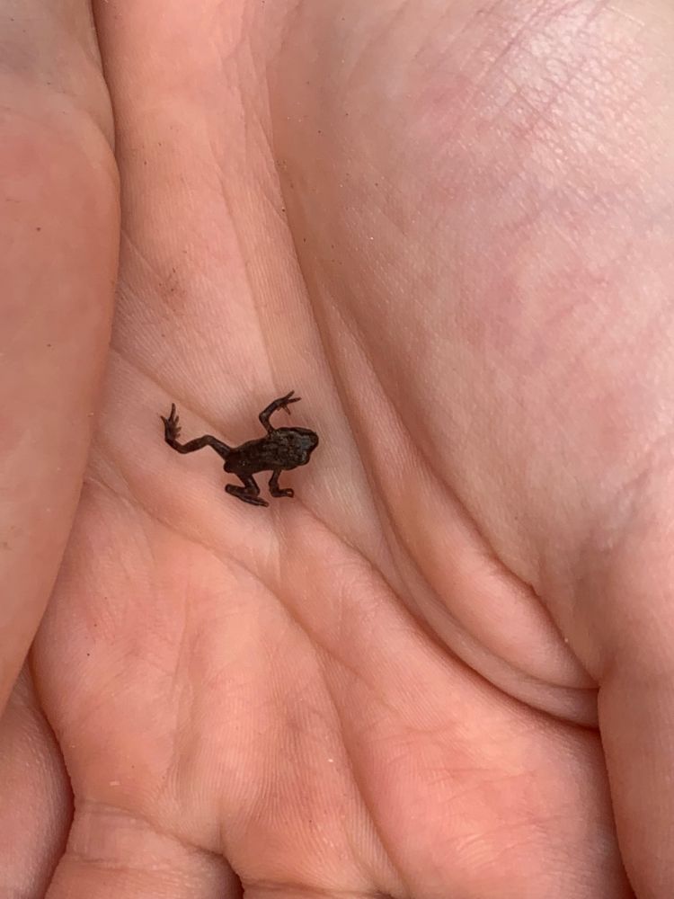 A tiny frog on the palm of a hand