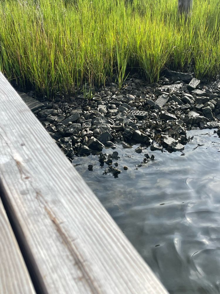 a small scene of marsh grass and silt covered shells, bricks, and debris on the inland shore of Core Sound, NC