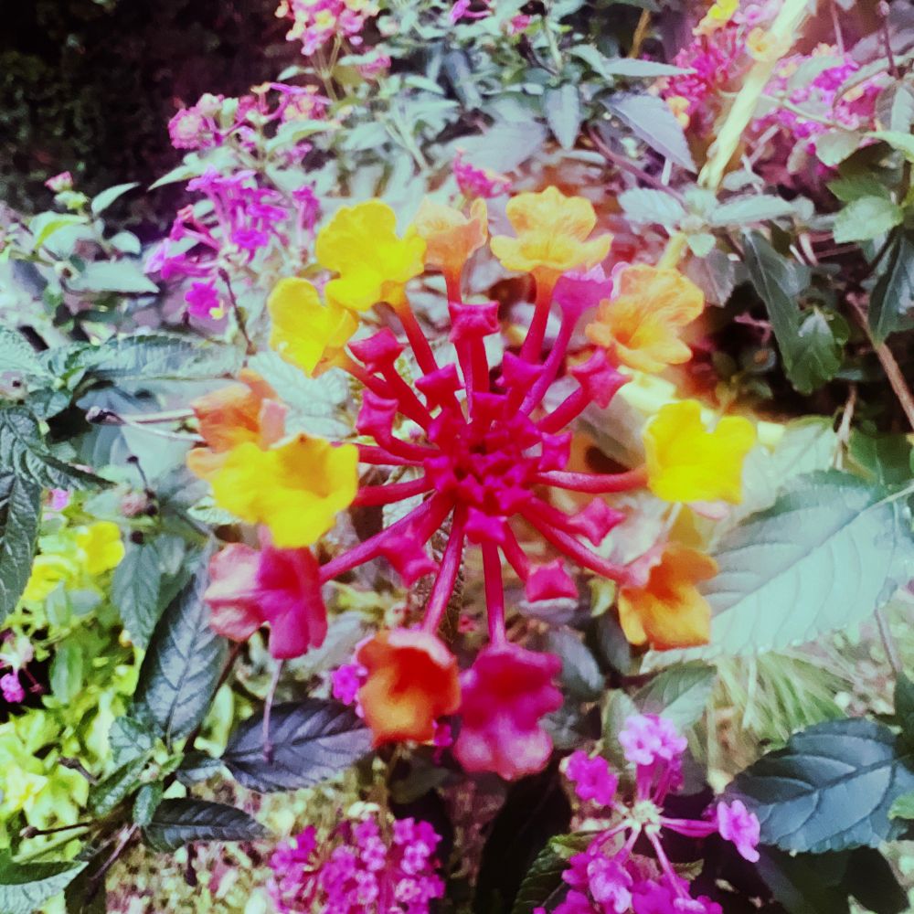 A small flower cluster with rainbow falls colors applied to it. 