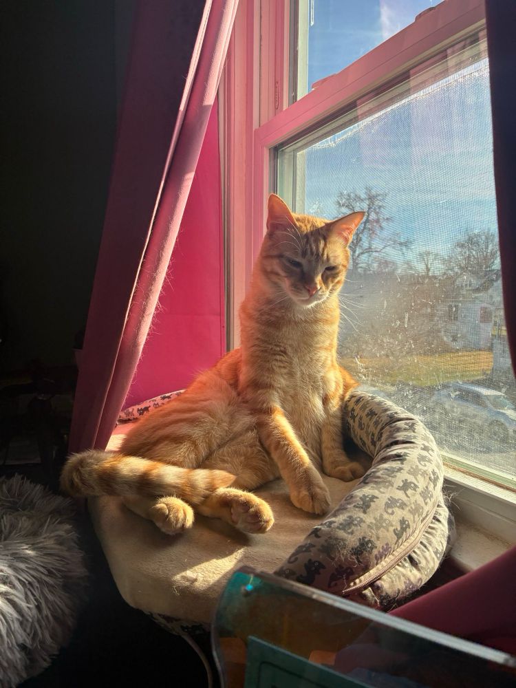 Archie the orange tabby cat sits weirdly in his window bed looking sleepy