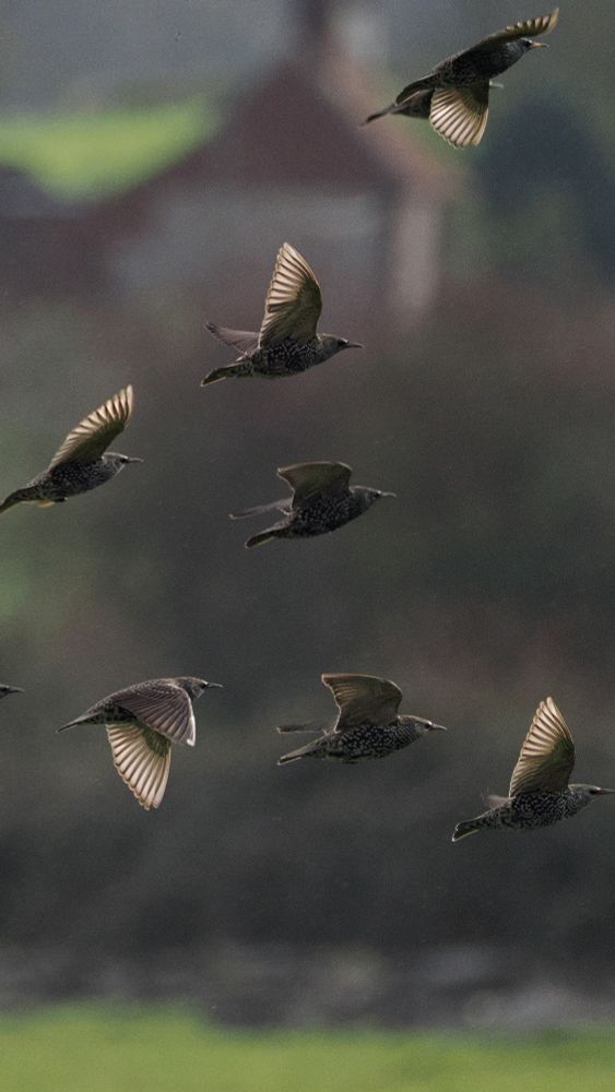 Seven starlings with the sun behind them in flight. Light through there wings. 