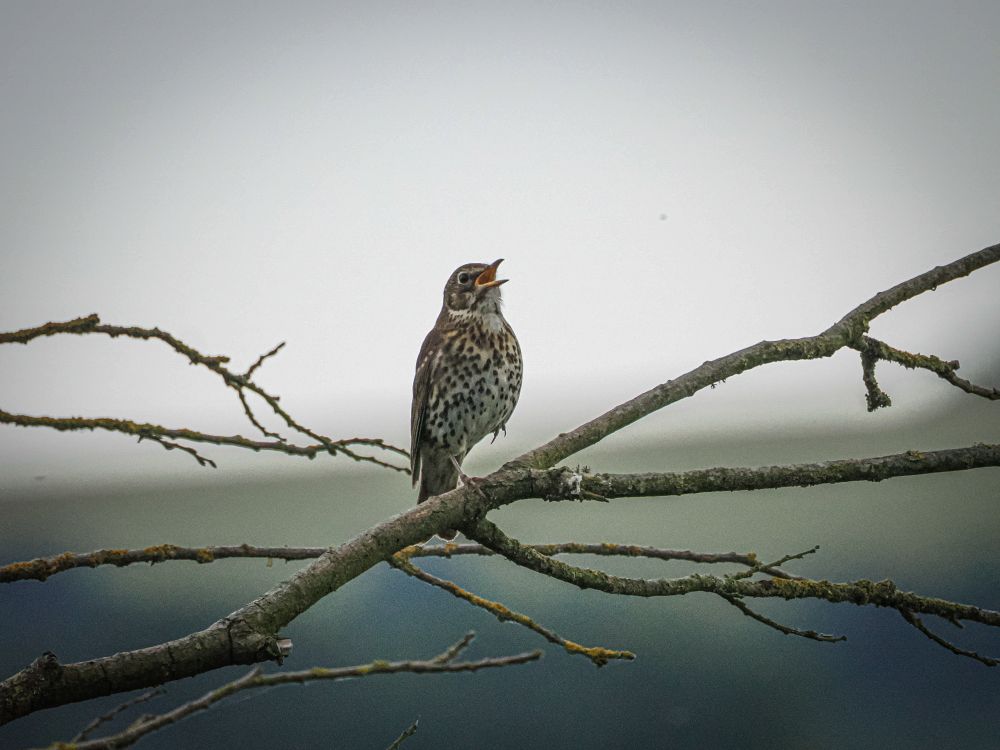 Brown and white bird on a branch, it's head pointed up and beak open as it sings.