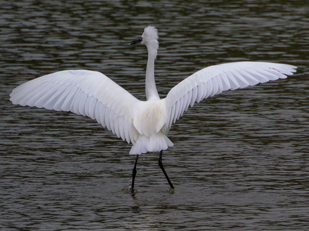 Egret with large white wings spread wide as it stands in shallow water. Crest on its head stood up too. 