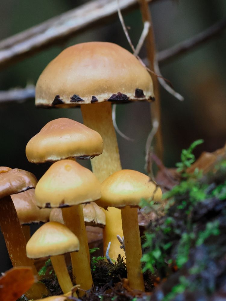 Pale brown mushrooms. 