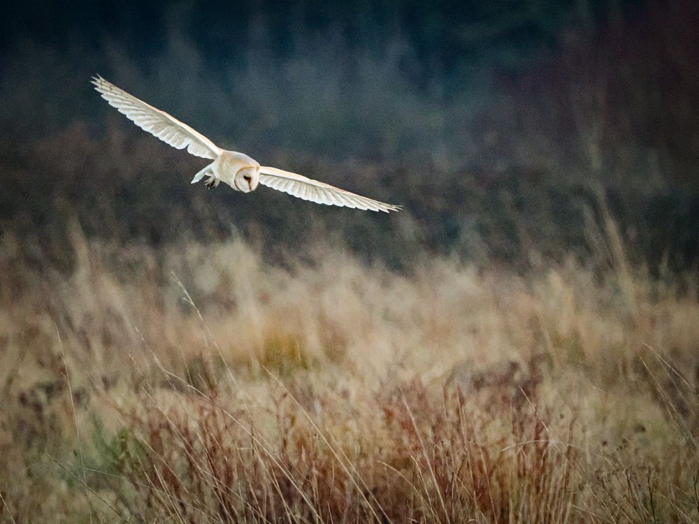 Owl hunting over scrubland, flying towards the camera, it's head turned slightly to it's left as it scans the ground.