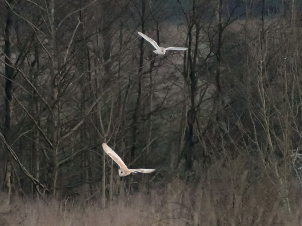 A pair of barn owls in flight. They are close together but looking in different directions. Below them scrub land and behind a line if thin trees. It is dusk. 