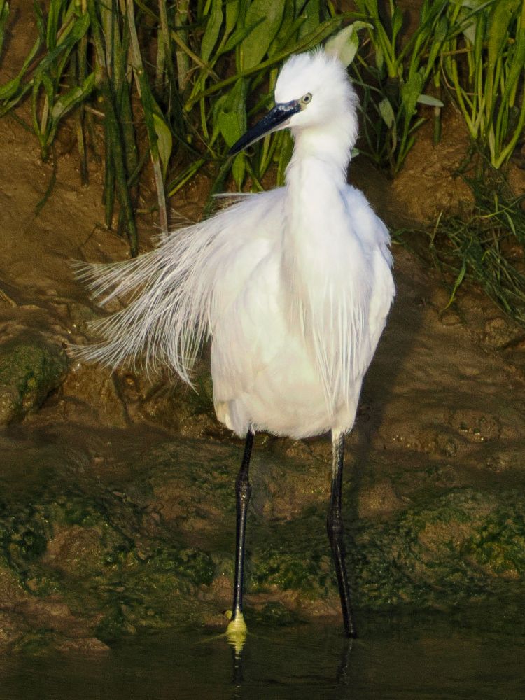 Egret on a river Bank, lots of white straggly feathers and a bouffant head. 
