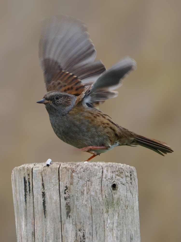 Small brown bird talking off from a wooden fence post. 