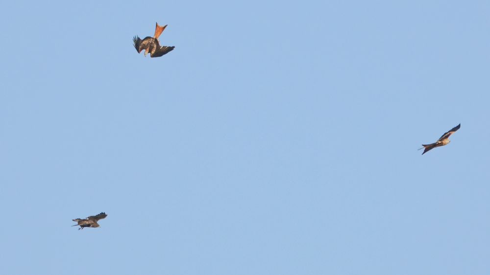 Red kite diving down on to another below it, to the right another is flying away. 