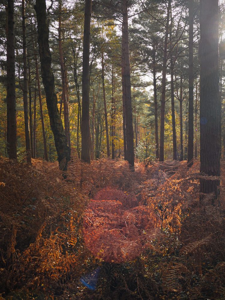 Bracken and tree trunks in low sunlight. 