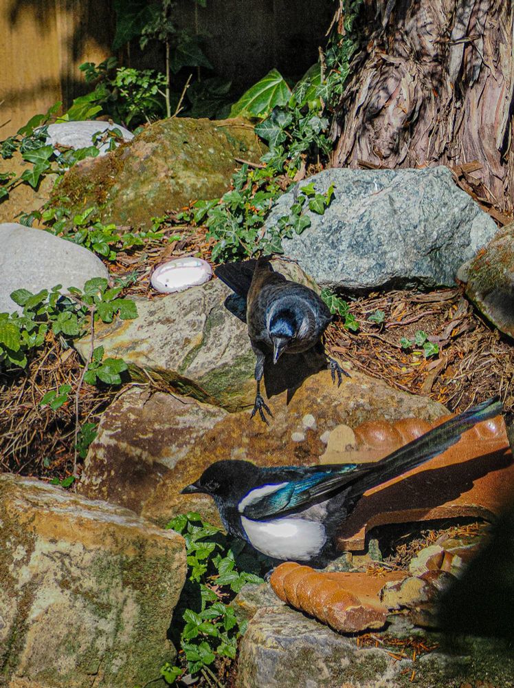 Ground under the bird feeder, jackdaw and magpie in stand off. 