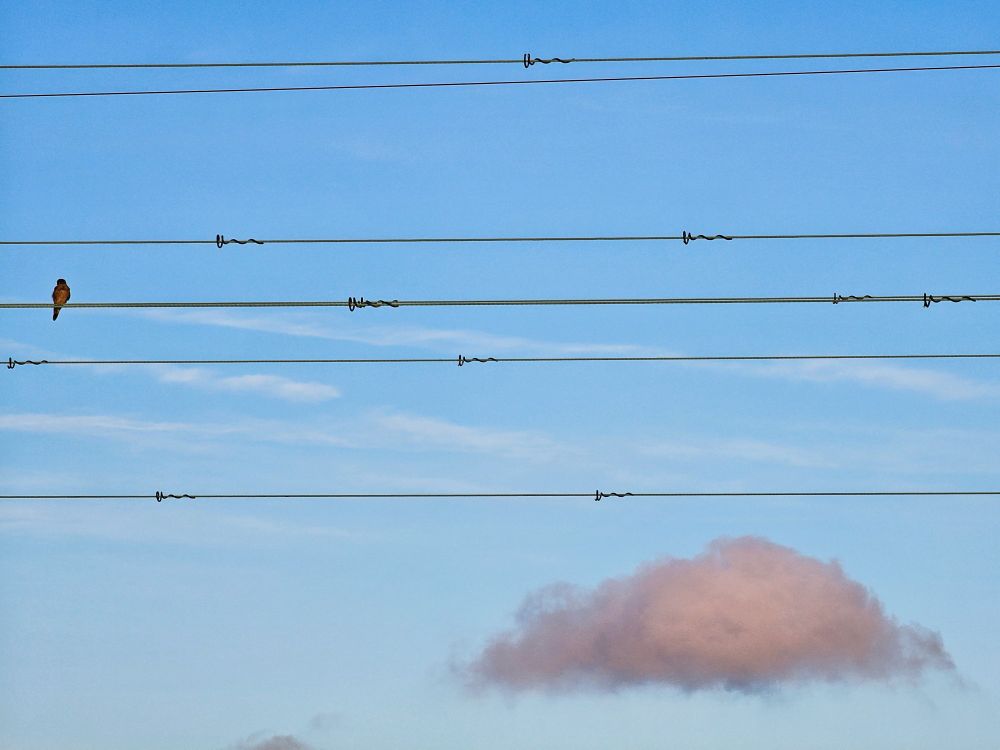 Power lines with a kestrel (?) plus blue sky and a single small cloud. 