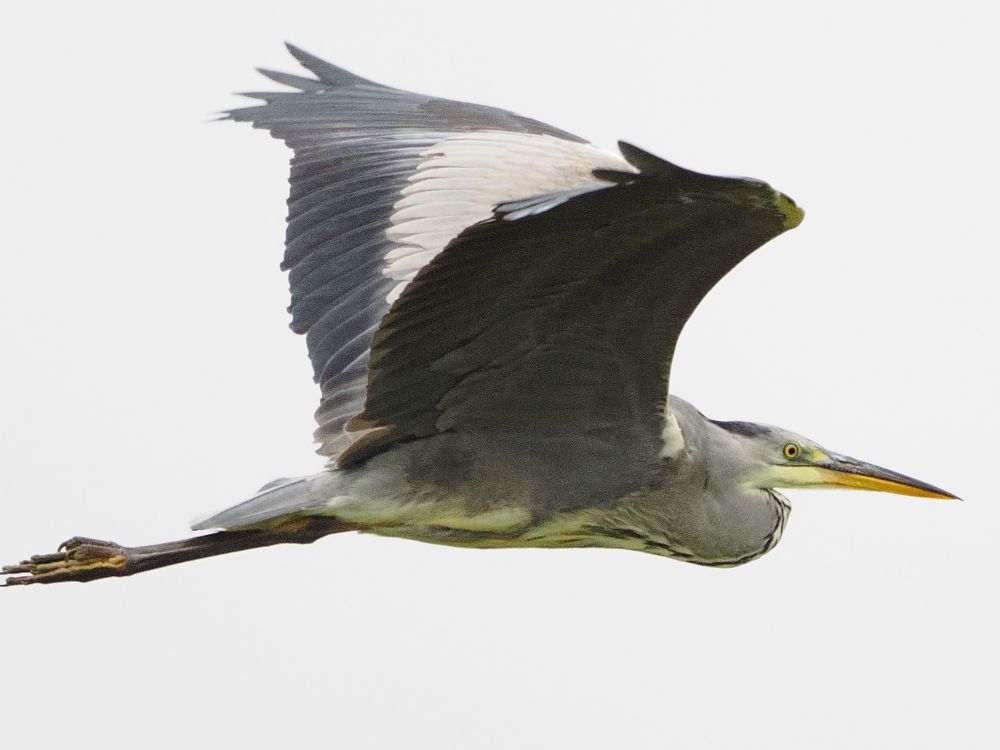 Heron in flight, chin back, wings up, legs out behind. 