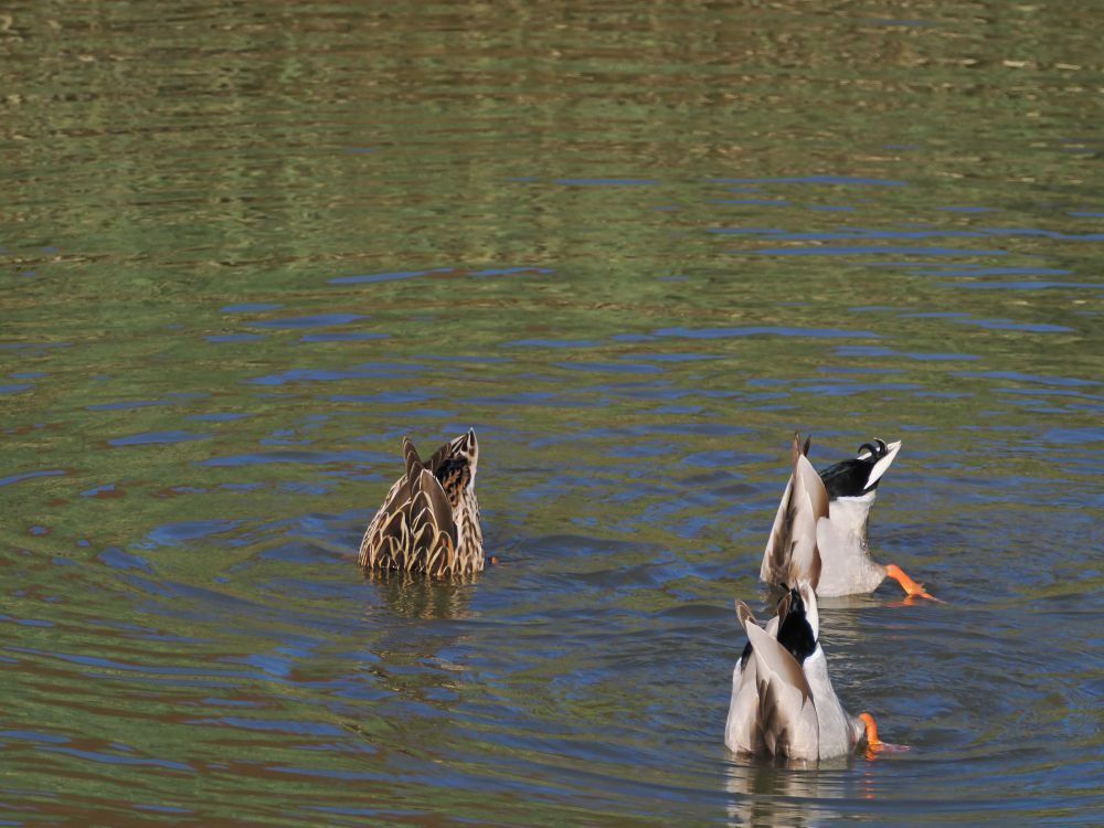 Two male and one femal mallard in a river. All that is visible is their back ends pointing stright up as they try and access the bottom of the river.