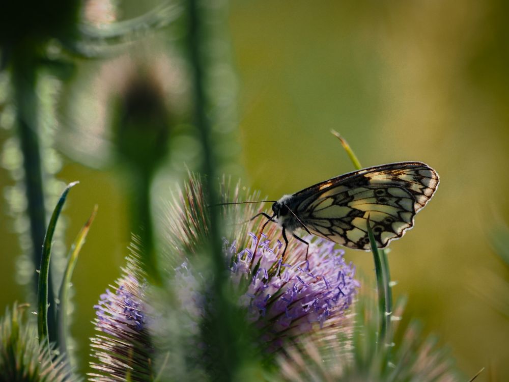 Thistle with a black and white butterfly on it. 