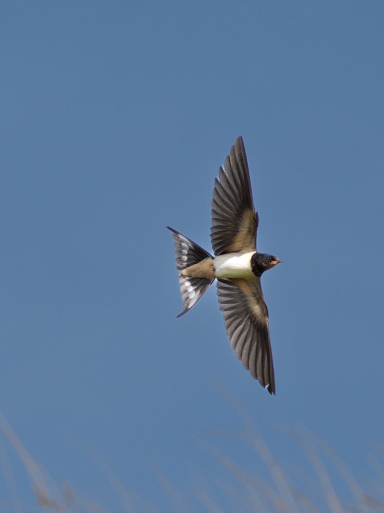 Swallow as it turns showing all of it's underneath, feathers all spread out. White tummy, black head. 