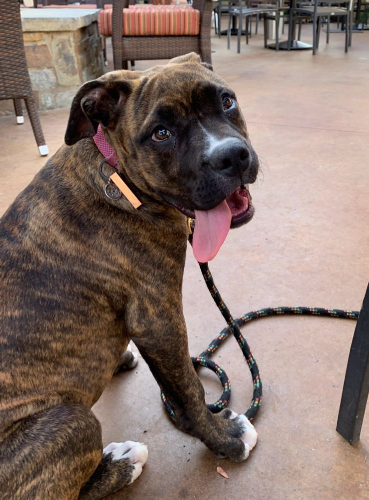 The silliest good puppy dog face you can imagine.