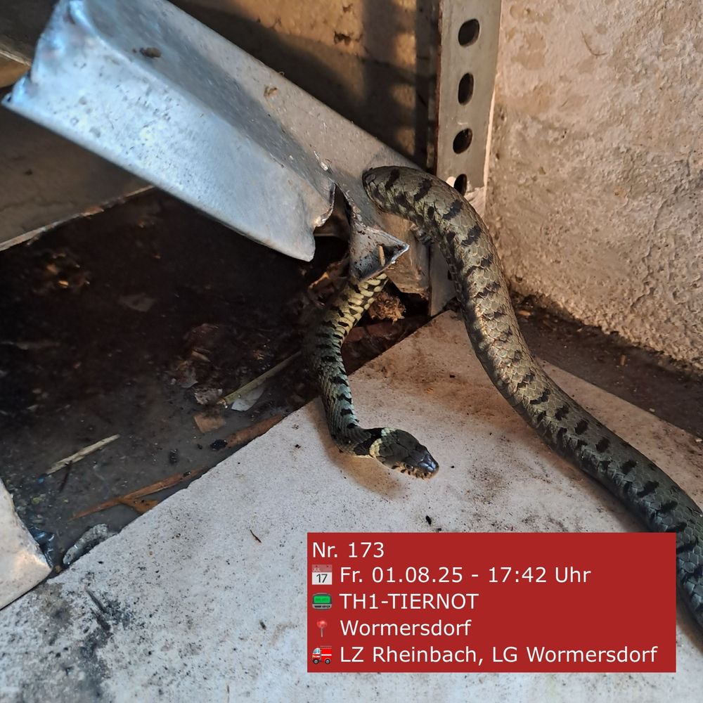 Einsatzfoto Tier in Notlage.