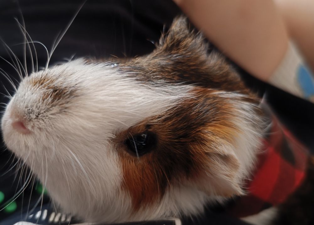 Ori (cobaya) con cachirulo.