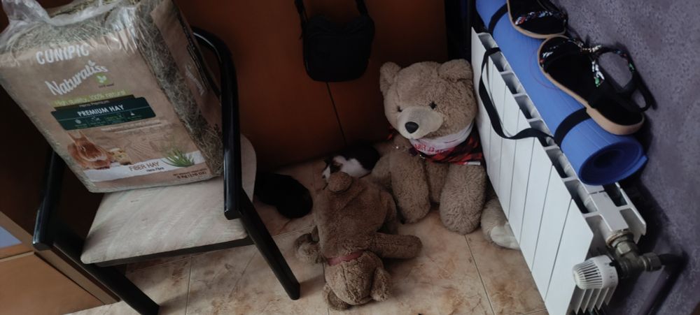 Dos cobayas en el suelo entre peluches.