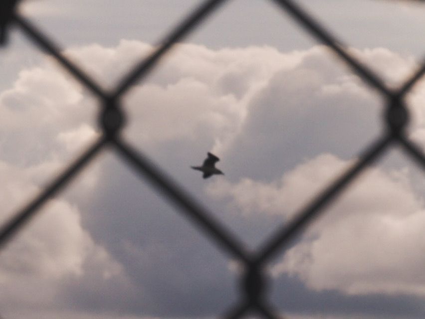 bird in flight framed by a chainlink fence in the foreground.