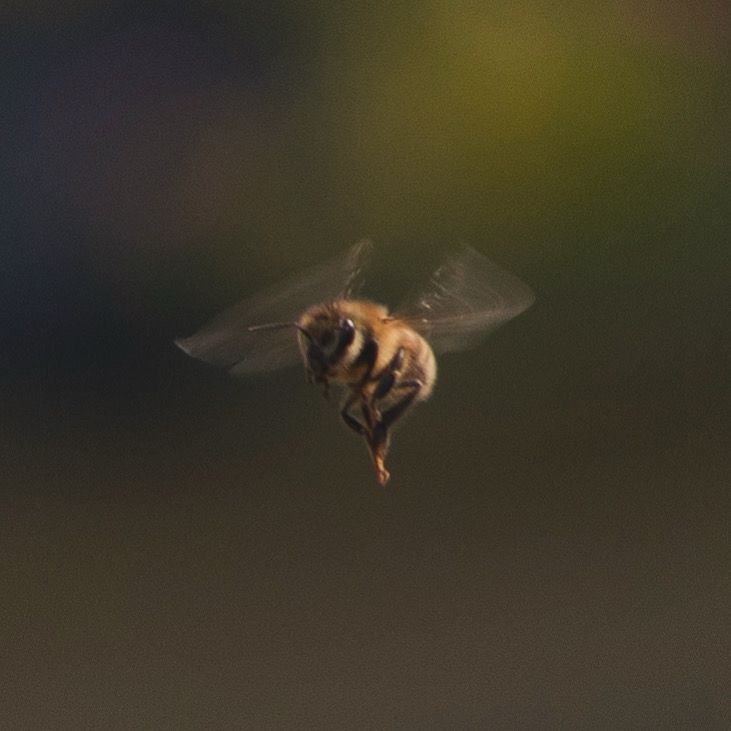 closeup photo of a bee in flight