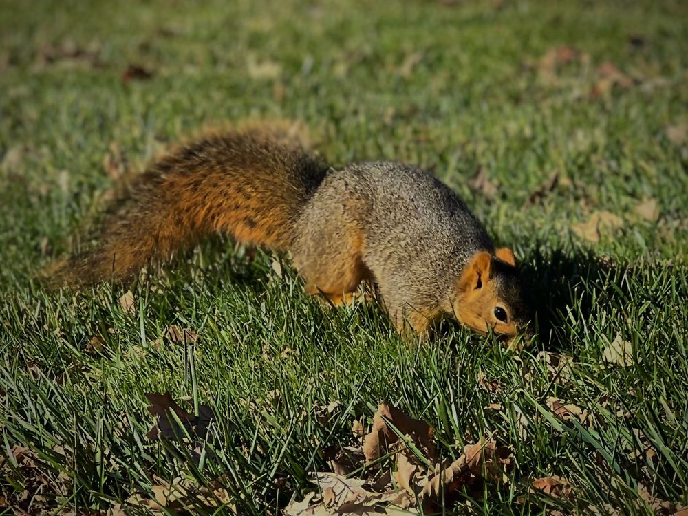 Squirrel digging around on green grass surrounded by dead leaves.