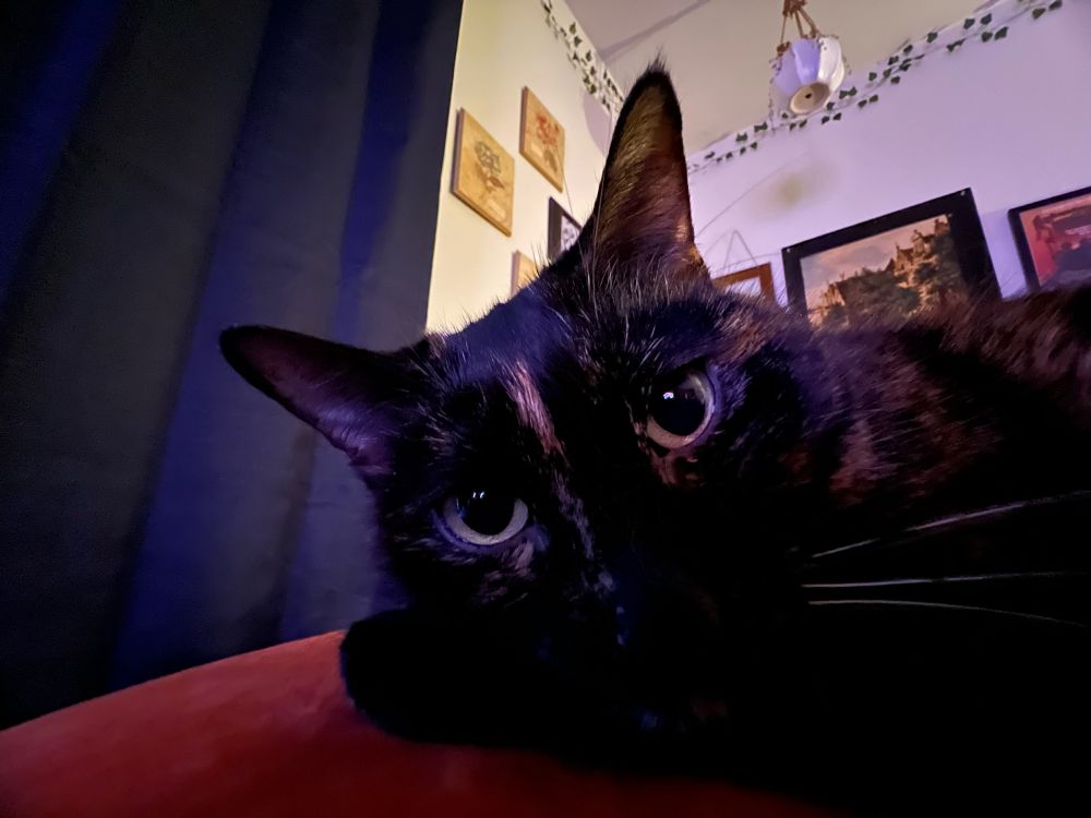 Tortoise-shell cat with big pupils
staring at camera.