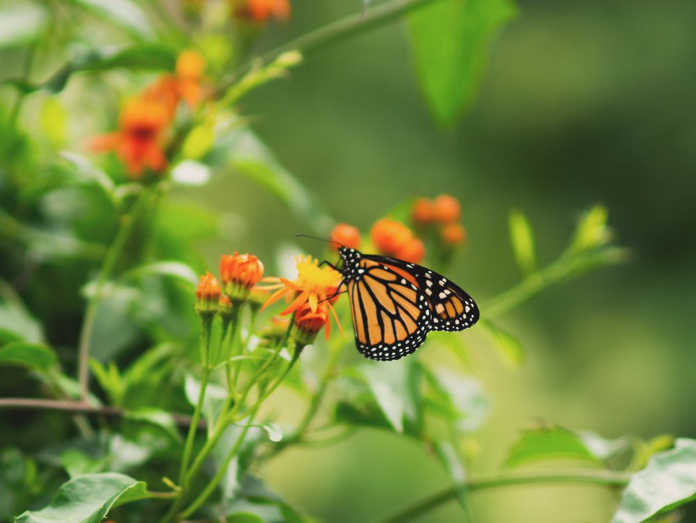 A monarch butterfly on an orange flower surrounded by greenery.
