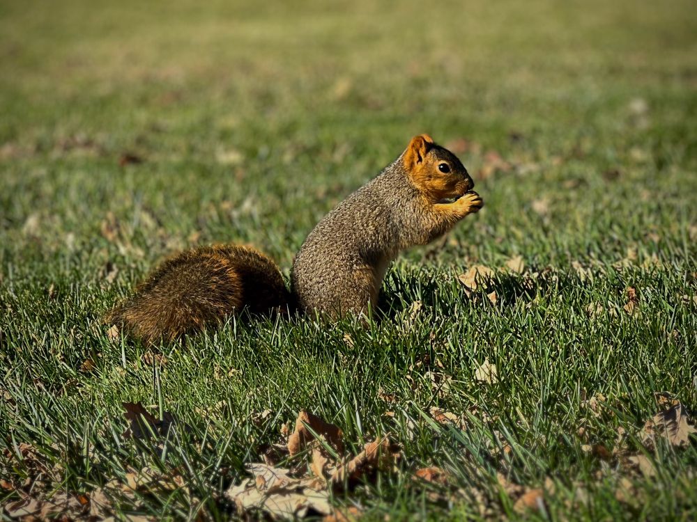 Squirrel sitting up eating a nut.