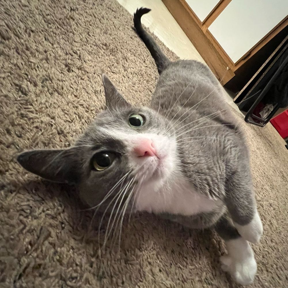 Gray cat laying on light brown carpet.