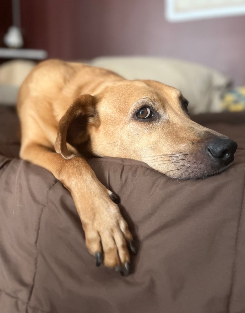 A brown dog lying on a brown bed is resting his head on the edge of the mattress with his paw draped over the edge. He’s giving disinterested, lazy side-eye at the camera. 