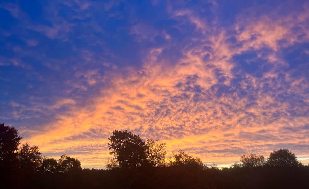 Flaky pink clouds lit up at sunrise with deep blue sky above, and a thin, dark line of trees along the bottom