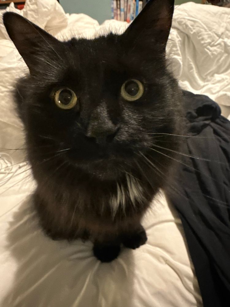 Photo of a mainly black cat called Malinki
