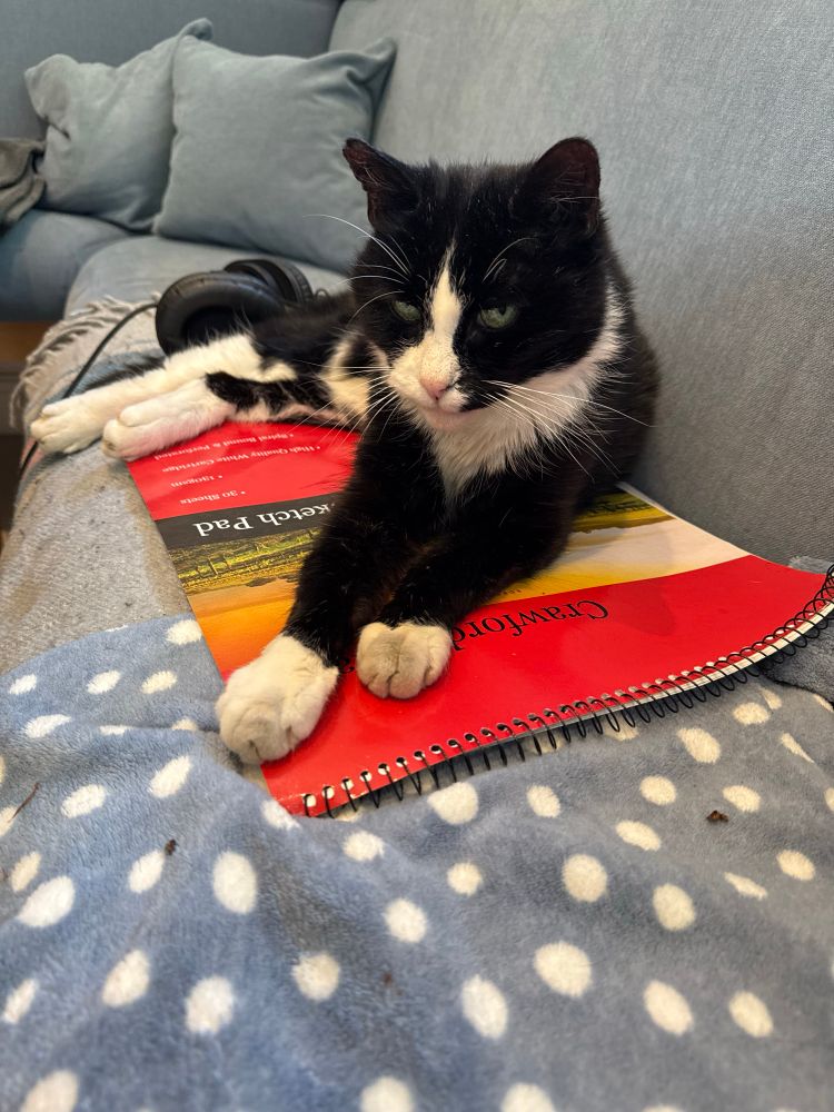 Photo of black and white cat called Four White Pawsies 