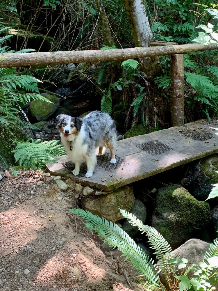 An Australian Shepherd stands on a wooden bridge over a creek in a forest.
