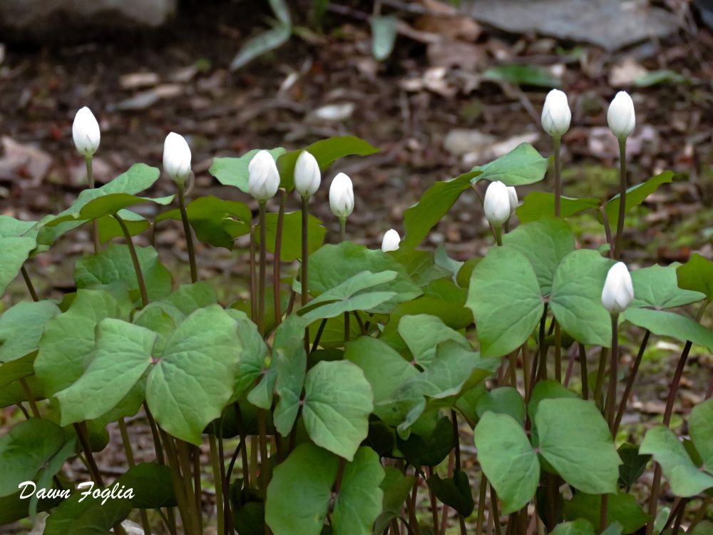 Twinleaf (Jeffersonia diphylla)
