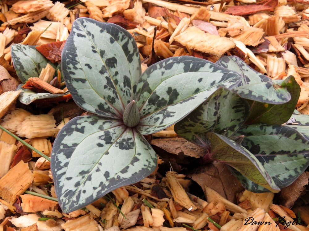 Typical form of the rare treasure Trillium decumbens.
Native to Georgia
*So named for the prostrate stem that lies horizontally under the leaf litter