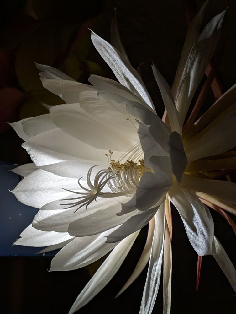 Side view of an epiphyllum oxypetalum bloom, spot backlit with a flashlight.