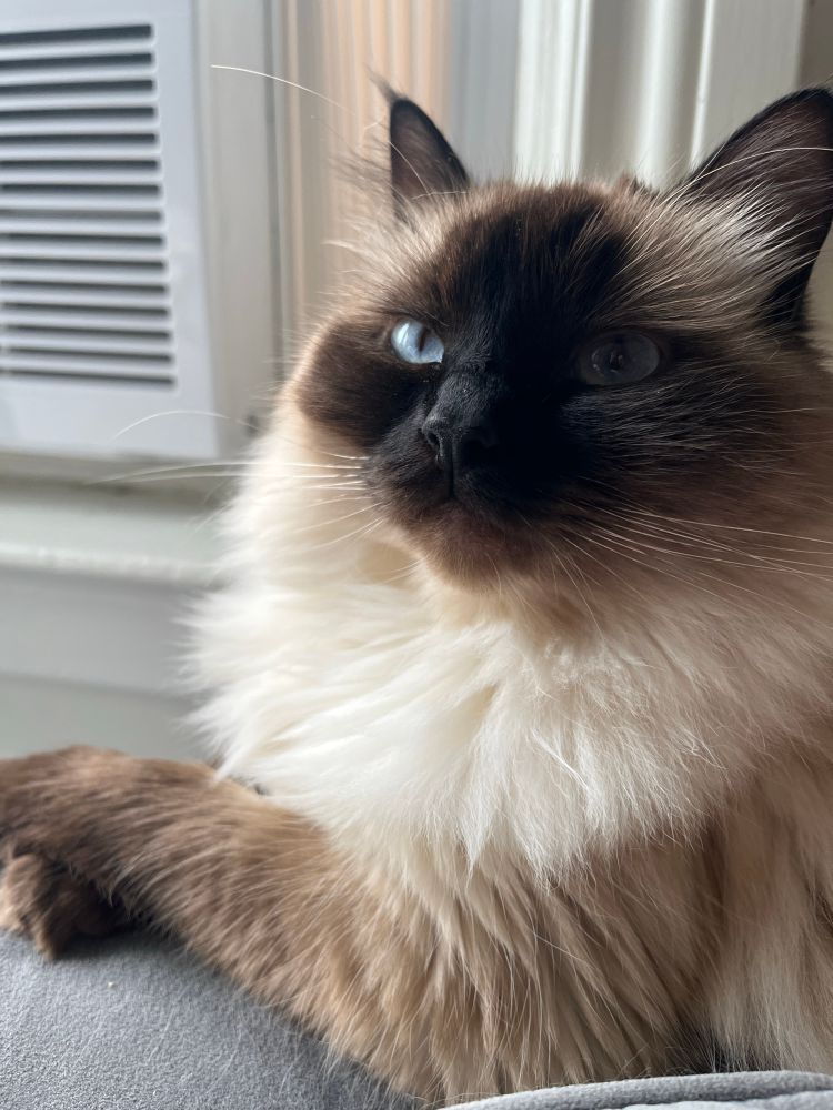 Ragdoll Cat