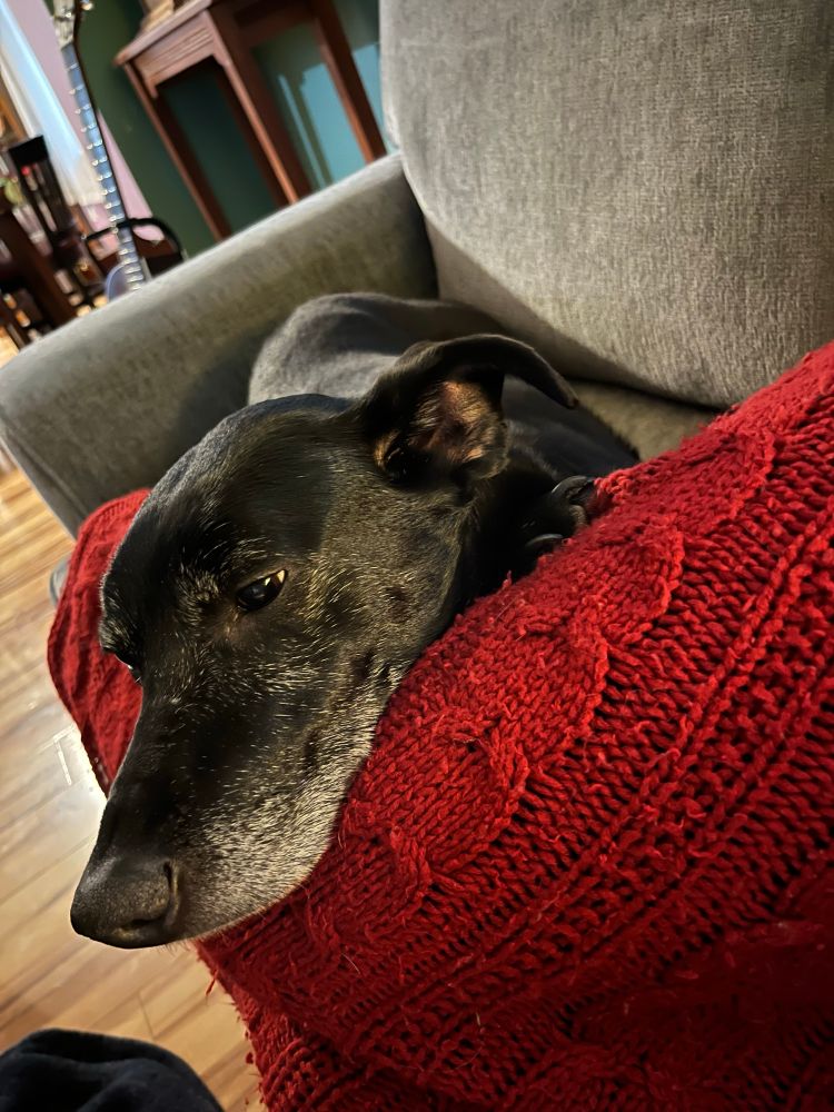 Black dog, greyhound mix with salt and pepper chin, lays in the crook of her owner’s bent knees on a red knitted blanket. Both are laying on a gray couch.