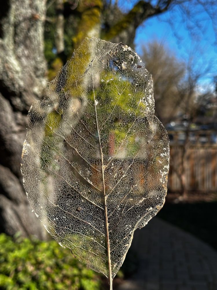 A picture of a leaf with just the capillaries remaining, sunlight shining on the leaf with a yard in the background.