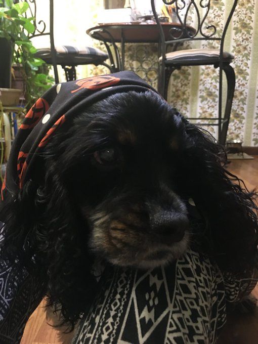 a new supreme model has entered the chat