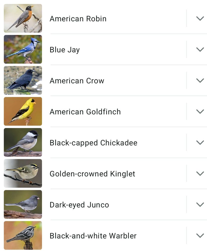 A list of birds recorded in my yard today by Merlin bird app Sept 7, 2025. American Robin, Blue Jay, American Crow, American Goldfinch, Black-capped Chickadee, Golden-crowned Kinglet, Dark-eyed Junco, Black and White Warbler.