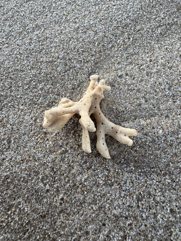 Close up of fragment of beige coloured coral on beach sand. 