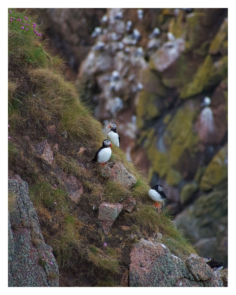 A picture of three puffins on the cliffside. The two puffins in the middle are looking left and right, where the puffin lower down the cliff has its face turned into its feathers, possibly cleaning itself. The cliff cuts the picture diagonally, making it look like a triangle. The cliff is covered in dark green grasses and mosses, with rocks inbetween. The entire picture has a white border 