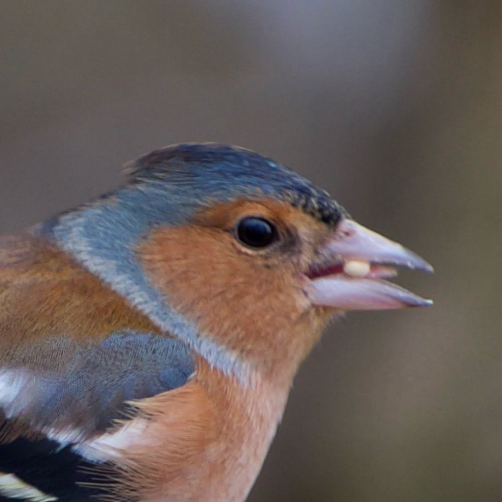 A digitally zoomed in picture of the same male chaffinch with a seed in its mouth. Its beak is slightly open, showing a little bit of its tongue. Due to the digital zoom, the picture is slightly grainy and blurry 