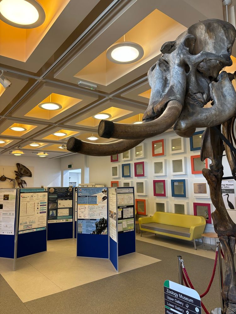 An overview picture of a large hall. In the middle are poster boards with posters detailing different PhD projects. In the foreground is the head and legs of an elephant skeleton, with large tusks