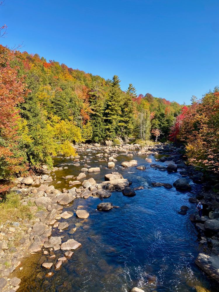 Rocky mountain stream surrounded by fall trees with clear blue sky overhead